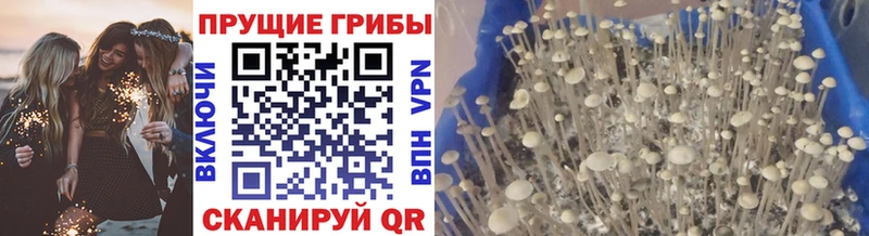 купить закладку  Коряжма  Псилоцибиновые грибы прущие грибы 